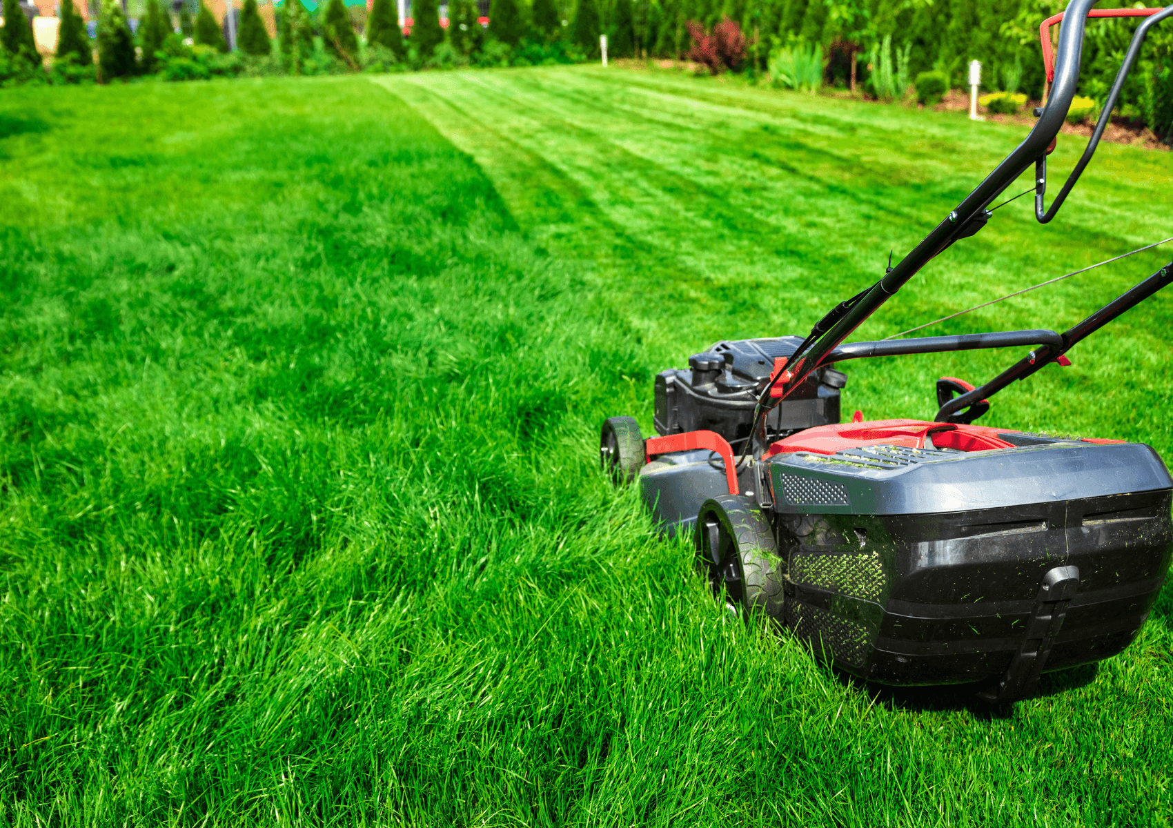 Expert Lawn Care Tips for Western Australia